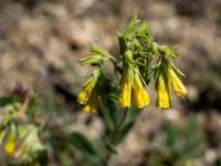 Goldtropfen oder Taurischer Lotwurz